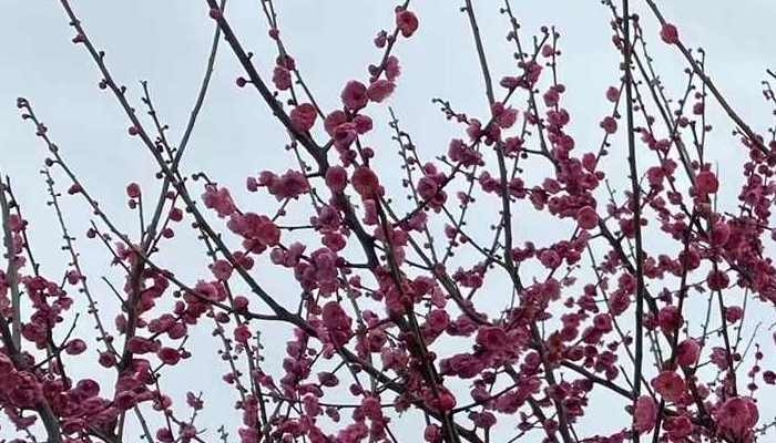杭州西溪湿地2万株梅花绽放 本周将迎来最美时刻