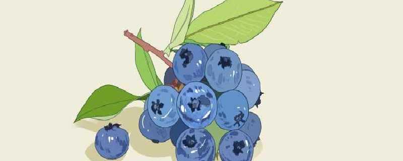 蓝莓酸的是还没熟吗