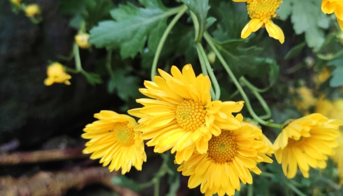 重阳节是什么节日 重阳节的由来和传说