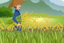 中国杂交水稻推广到数十国家和地区 中国杂交水稻帮非洲农民产量翻倍