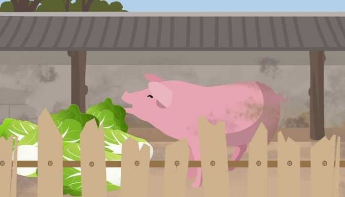 春节临近猪肉价格再降发改委三级预警 猪肉为什么会下跌