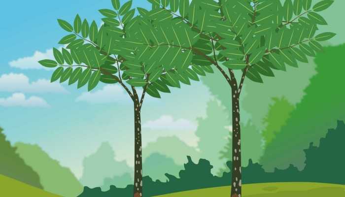 温带树种最适宜的生长温度 植树的注意事项和技巧
