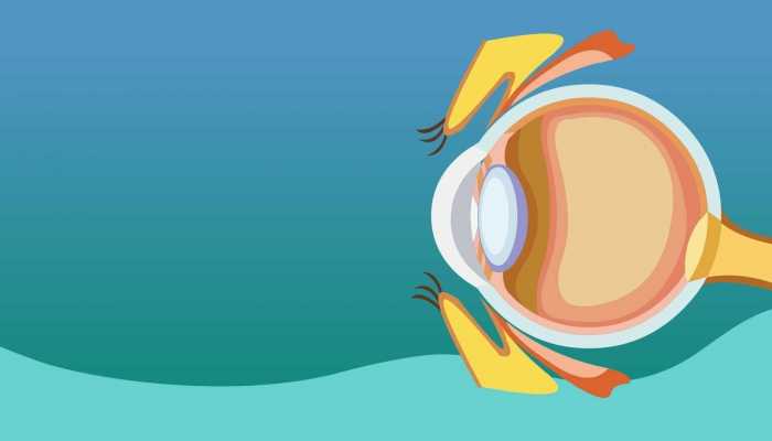 吃鱼眼睛真的可以明目吗  吃鱼眼睛对眼睛有没有好处