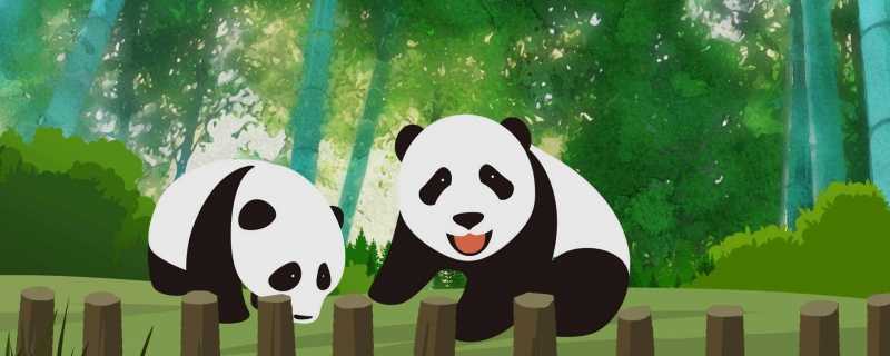 大熊猫团团不幸离世 大熊猫团团离世原因是什么