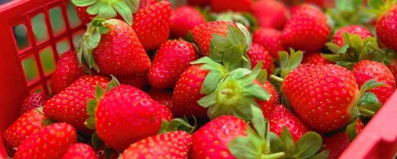 草莓是热性还是凉性