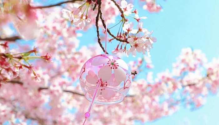 2023年武汉大学樱花最佳观赏时间表 今年武汉大学樱花什么时候开