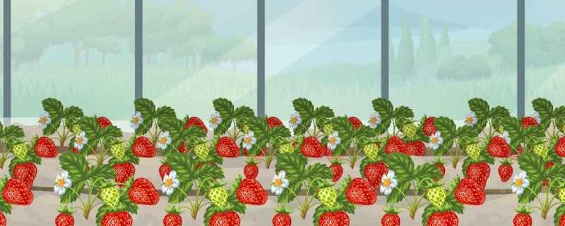 黄毛草莓的功效与作用有哪些