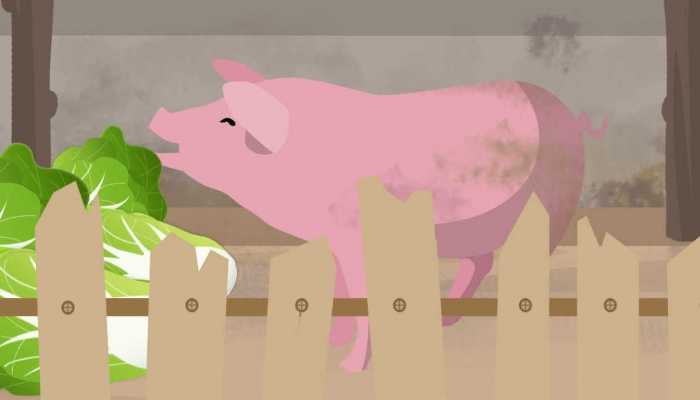猪场电闸跳闸高温致上千头猪死亡 高温下猪圈如何防暑降温