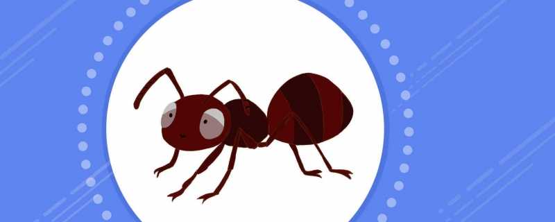 蚂蚁为什么摔不死 蚂蚁摔不死的原因