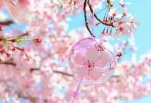 2024昆明樱花节是什么时候 2024昆明市第二十四届樱花节开幕