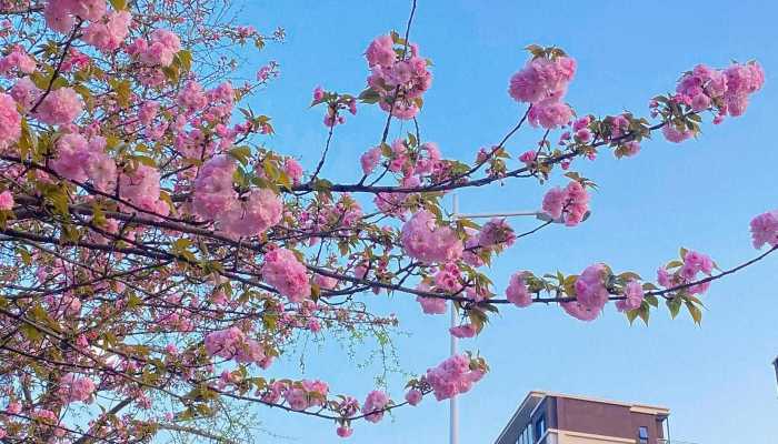 2023鹤壁樱花节是什么时候 鹤壁樱花节2023年开幕式时间表