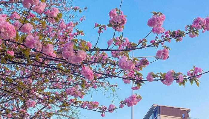 上海顾村公园樱花节什么时候开始2023 2023年顾村公园樱花节攻略