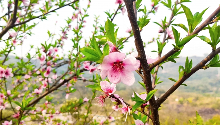 立春这个节气是什么意思 立春节气的特点和风俗