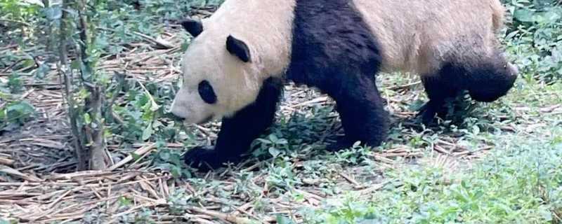 大熊猫幼崽吃游客掉落口罩 基地回应大熊猫幼崽啃游客掉落口罩