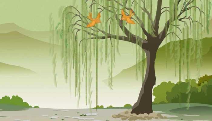 为什么柳树可以防风固沙 柳树有哪些生态意义