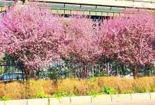 2024广州南沙十八罗汉山樱花节时间 2024广州南沙樱花节什么时候开幕