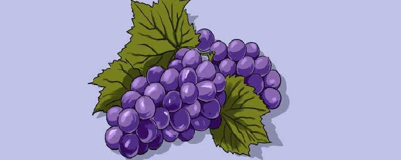 葡萄几月成熟 葡萄一般在几月份成熟 