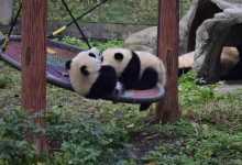 全球唯一白色大熊猫的妈妈可能是它 疑似拍到回家探亲