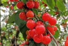 秋季必吃的6种长寿果 秋季常吃的水果有哪些