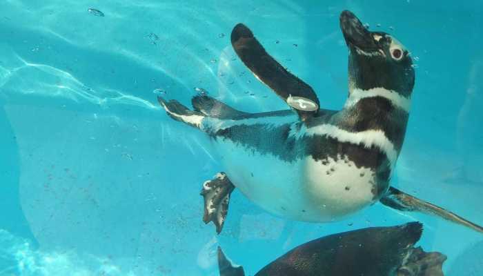 南极地区首次发现禽流感病毒 专家担心企鹅将会灭绝