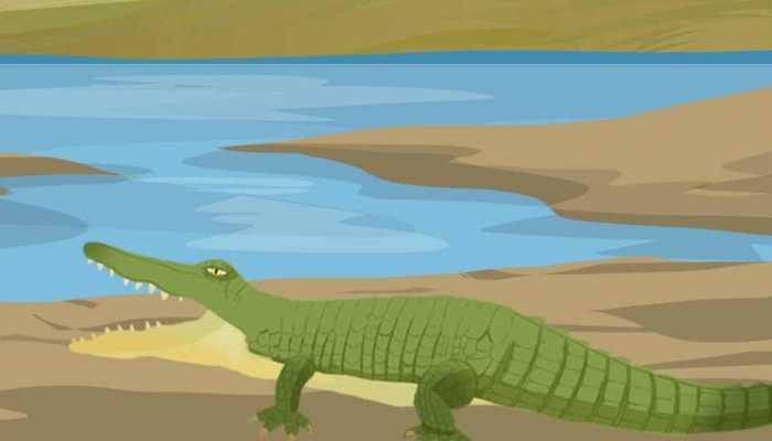 广州白云湖公园时隔4年再现鳄雀鳝 鳄雀鳝是外来入侵物种吗