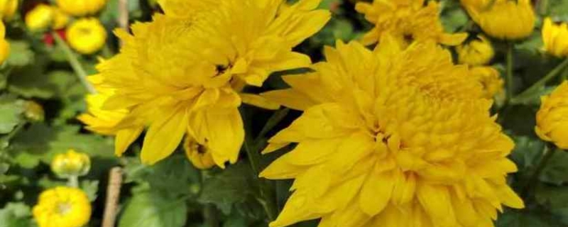 菊花茶怎么保存