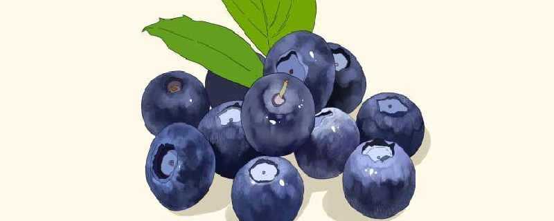 野生蓝莓酒的作用与疗效功能是什么