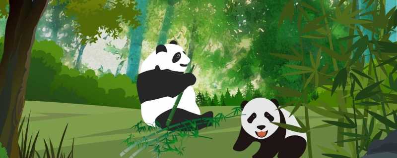 熊猫刻板行为是什么 熊猫刻板到最后会死吗