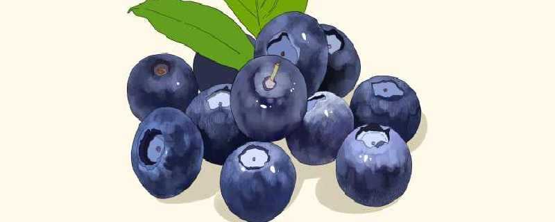 蓝莓的功效与作用和禁忌有哪些