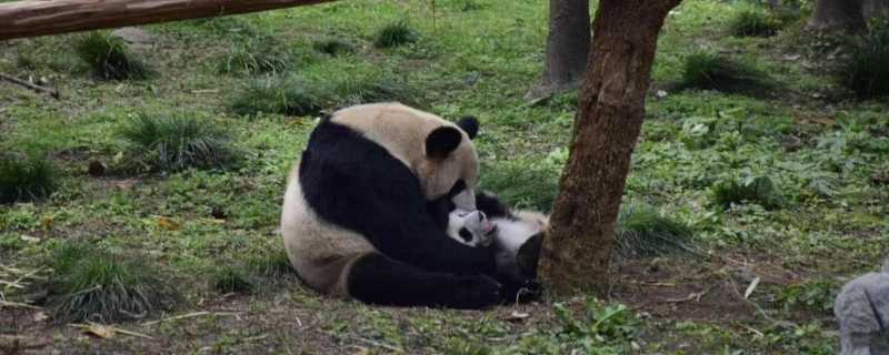 熊猫有几个品种 中国大熊猫有几个品种