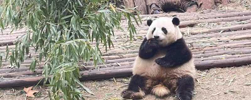 为什么熊猫是国宝 熊猫为什么会成为国宝