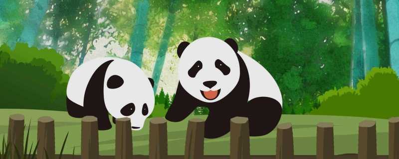 熊猫为什么叫熊猫 熊猫是熊科还是猫科