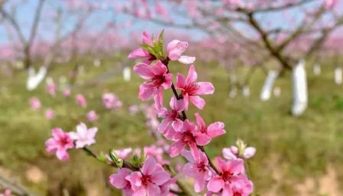 桃花运是怎么来的 桃花运好还是不好