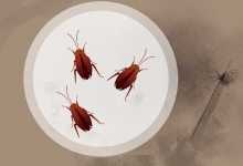 蟑螂为什么会飞 蟑螂怕热水烫吗