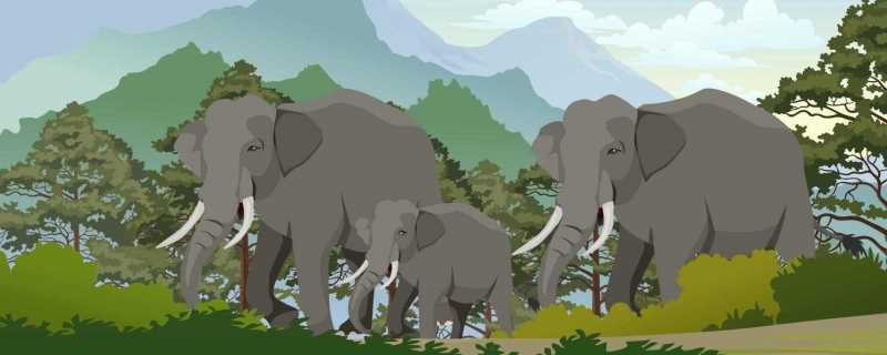 全球最孤独大象去世 网友表示既高兴又难过