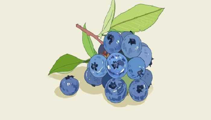 蓝莓的营养价值 什么人要多吃蓝莓