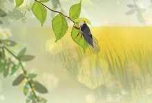 房山季鸟猴是什么意思 季鸟猴是哪的方言
