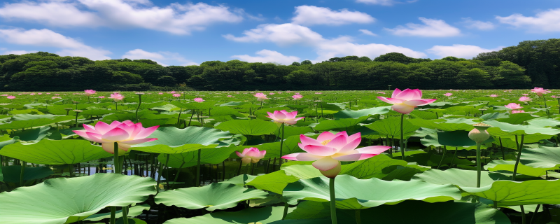 蓮花的功效與作用