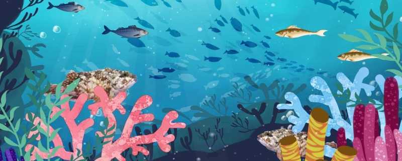 世界海洋遭创纪录高温 珊瑚礁面临严重白化危机