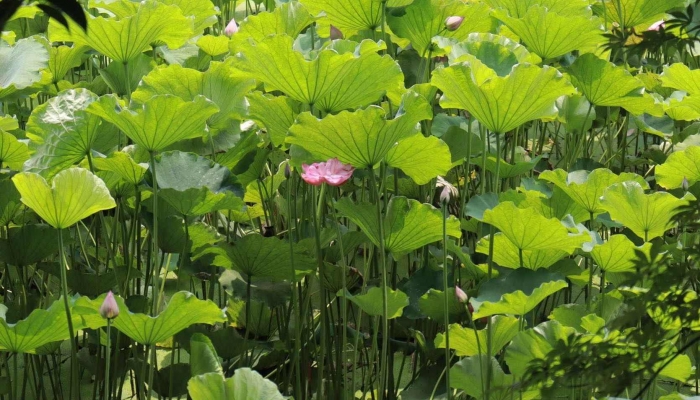 夏至节是什么节 夏至节吃面条的习俗