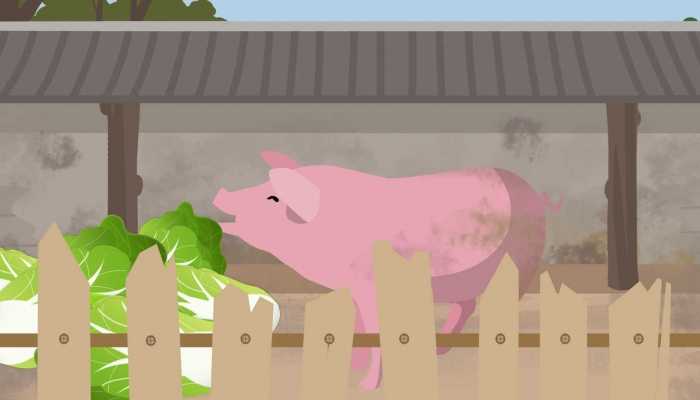 美国和加拿大出现“超级猪” 专家正在研究针对野猪的农药