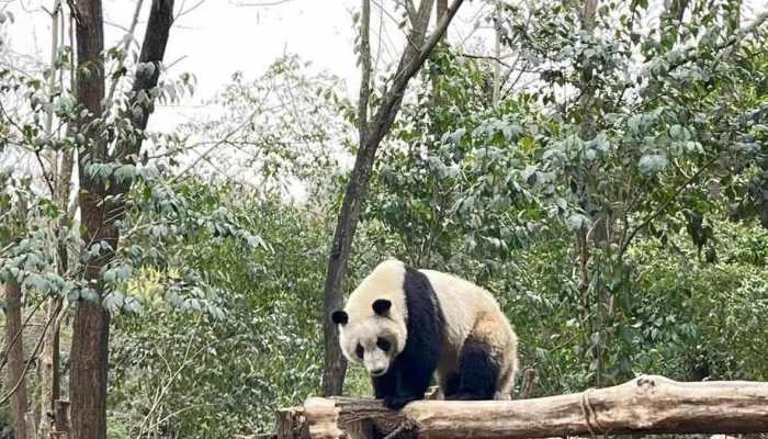 大熊猫保护研究中心原副主任张海清被查 张海清因何被查