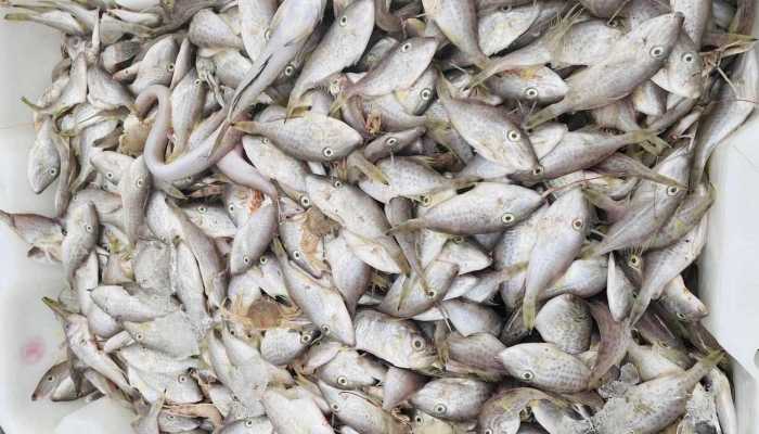日本渔港出现大量沙丁鱼集体死亡 90吨鱼尸密密麻麻铺满水面