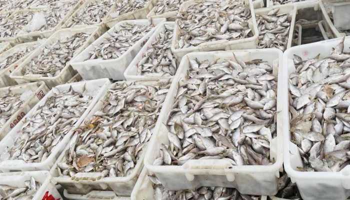 日本海域一周两次发现大量死鱼 多到渔船寸步难行