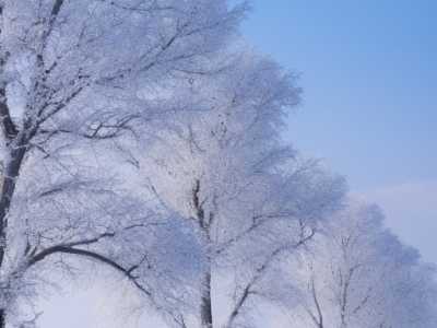 寒潮来袭今起三天山东风雪交加 明天烟台菏泽等地将有大到暴雪