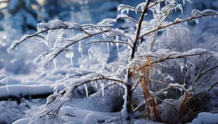 新疆明天夜间起将迎降雪 局地将有中到大雪