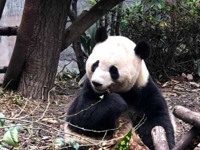 韩国民众排队4个小时告别福宝 旅韩大熊猫福宝回国在即