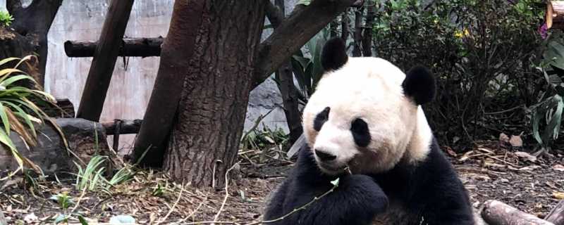 秦岭再发现野生大熊猫 其独特的毛色一直备受关注