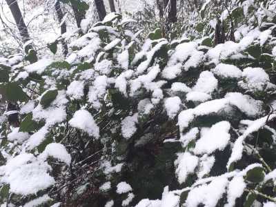 春节前山东现雨雪天气