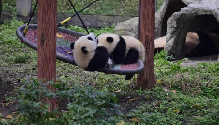 福宝没认出姜爷爷 姜爷爷时隔三个月来看福宝